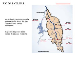 RIO DAS VELHAS




 As ações implementadas pela
 para despoluição do Rio das
 Velhas já vem dando
 resultados.


 Espécies de peixes estão
 sendo detectadas rio acima.
 