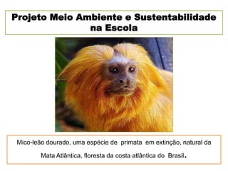 Mico-leão dourado, uma espécie de primata em extinção, natural da
Mata Atlântica, floresta da costa atlântica do Brasil.
Projeto Meio Ambiente e Sustentabilidade
na Escola
 