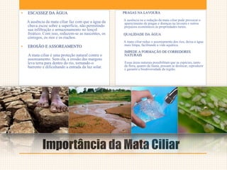 Importância da Mata Ciliar
• ESCASSEZ DA ÁGUA
A ausência da mata ciliar faz com que a água da
chuva escoe sobre a superfície, não permitindo
sua infiltração e armazenamento no lençol
freático. Com isso, reduzem-se as nascentes, os
córregos, os rios e os riachos.
• EROSÃO E ASSOREAMENTO
A mata ciliar é uma proteção natural contra o
assoreamento. Sem ela, a erosão das margens
leva terra para dentro do rio, tornando-o
barrento e dificultando a entrada da luz solar.
PRAGAS NA LAVOURA
A ausência ou a redução da mata ciliar pode provocar o
aparecimento de pragas e doenças na lavoura e outros
prejuízos econômicos às propriedades rurais.
QUALIDADE DA ÁGUA
A mata ciliar reduz o assoreamento dos rios, deixa a água
mais limpa, facilitando a vida aquática.
IMPEDE A FORMAÇÃO DE CORREDORES
NATURAIS
Essas áreas naturais possibilitam que as espécies, tanto
da flora, quanto da fauna, possam se deslocar, reproduzir
e garantir a biodiversidade da região.
 