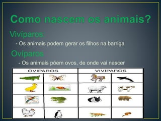 Vivíparos:
- Os animais podem gerar os filhos na barriga
Ovíparos
- Os animais põem ovos, de onde vai nascer
 
