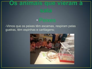 •Peixes
-Vimos que os peixes têm escamas, respiram pelas
guelras, têm espinhas e cartilagens;
 