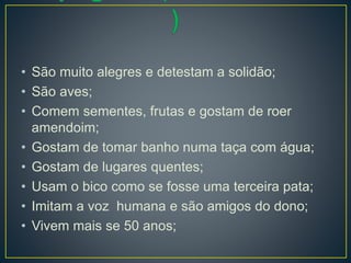 • São muito alegres e detestam a solidão;
• São aves;
• Comem sementes, frutas e gostam de roer
amendoim;
• Gostam de tomar banho numa taça com água;
• Gostam de lugares quentes;
• Usam o bico como se fosse uma terceira pata;
• Imitam a voz humana e são amigos do dono;
• Vivem mais se 50 anos;
 