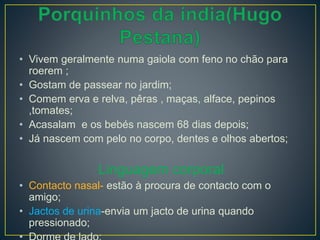 • Vivem geralmente numa gaiola com feno no chão para
roerem ;
• Gostam de passear no jardim;
• Comem erva e relva, pêras , maças, alface, pepinos
,tomates;
• Acasalam e os bebés nascem 68 dias depois;
• Já nascem com pelo no corpo, dentes e olhos abertos;
Linguagem corporal
• Contacto nasal- estão à procura de contacto com o
amigo;
• Jactos de urina-envia um jacto de urina quando
pressionado;
 