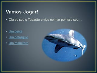 • Olá eu sou o Tubarão e vivo no mar por isso sou…
• Um peixe
• Um batráquio
• Um mamífero
 