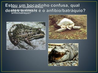 Estou um bocadinho confusa,
qual destes animais é o
anfíbio/batráquio?
 