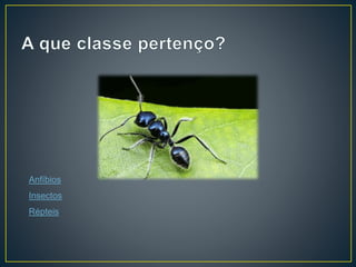 Anfíbios
Insectos
Répteis
 