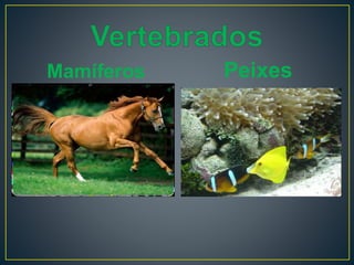 Mamíferos Peixes
 