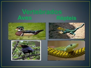 Aves Répteis
 