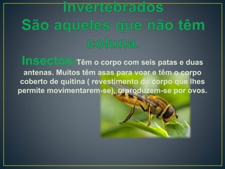 Insectos-Têm o corpo com seis patas e duas
antenas. Muitos têm asas para voar e têm o corpo
coberto de quitina ( revestimento do corpo que lhes
permite movimentarem-se), reproduzem-se por ovos.
 