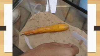 Projeto paleontólogos