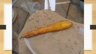 Projeto paleontólogos