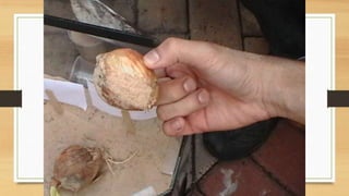 Projeto paleontólogos