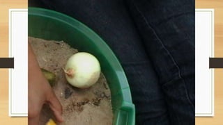 Projeto paleontólogos