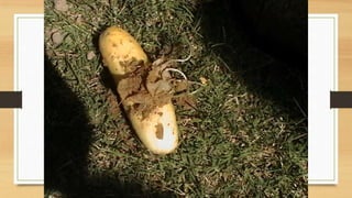 Projeto paleontólogos