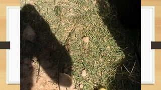 Projeto paleontólogos