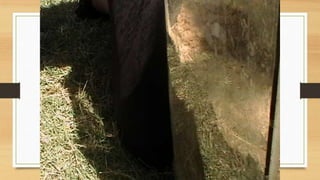 Projeto paleontólogos