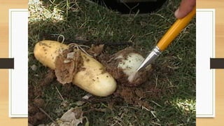 Projeto paleontólogos