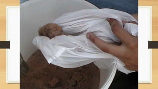 Projeto paleontólogos