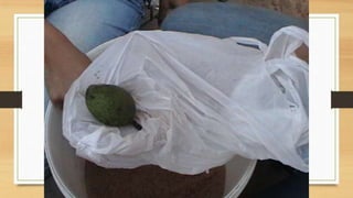 Projeto paleontólogos