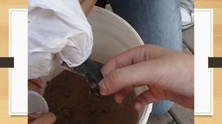 Projeto paleontólogos