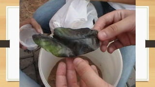 Projeto paleontólogos