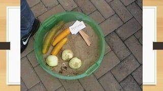 Projeto paleontólogos