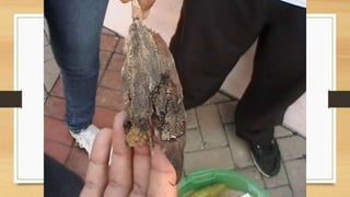 Projeto paleontólogos