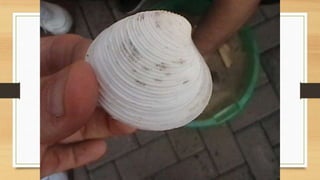 Projeto paleontólogos