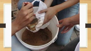 Projeto paleontólogos