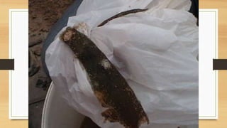 Projeto paleontólogos