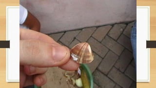 Projeto paleontólogos