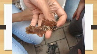 Projeto paleontólogos