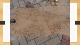 Projeto paleontólogos