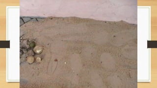 Projeto paleontólogos