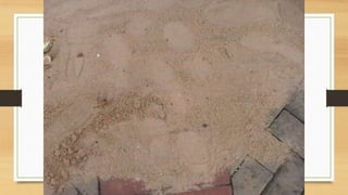 Projeto paleontólogos