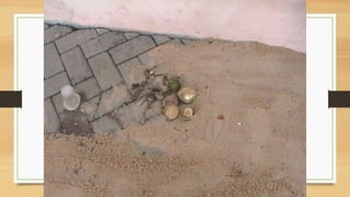 Projeto paleontólogos