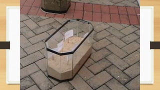 Projeto paleontólogos