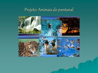 Projeto: Animais do pantanal
 
