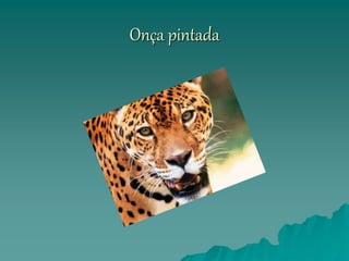 Onça pintada
 