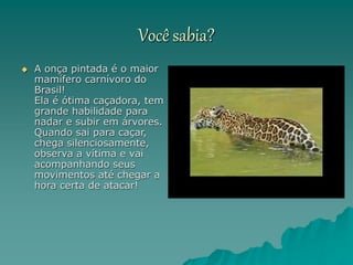 Você sabia?
 A onça pintada é o maior
mamífero carnívoro do
Brasil!
Ela é ótima caçadora, tem
grande habilidade para
nadar e subir em árvores.
Quando sai para caçar,
chega silenciosamente,
observa a vítima e vai
acompanhando seus
movimentos até chegar a
hora certa de atacar!
 