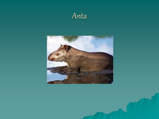 Anta
 