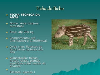 Ficha do Bicho
 FICHA TÉCNICA DA
ANTA
 Nome: Anta (tapirus
terrestris)
 Peso: até 200 kg
 Comprimento: até
2m(macho) e 2,20(fêmea)
 Onde vive: florestas de
terra firme na beira dos
rios
 Alimentação: folhas,
frutos, raízes, plantas
aquáticas e até cascas de
árvores.

Filhotes: apenas 1
 
