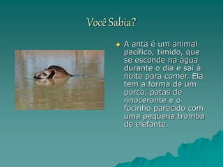 Você Sabia?
 A anta é um animal
pacífico, tímido, que
se esconde na água
durante o dia e sai à
noite para comer. Ela
tem a forma de um
porco, patas de
rinoceronte e o
focinho parecido com
uma pequena tromba
de elefante.
 