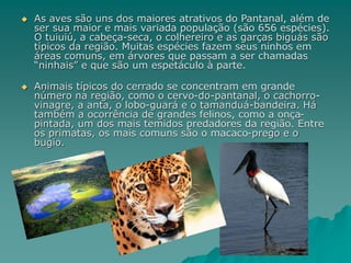  As aves são uns dos maiores atrativos do Pantanal, além de
ser sua maior e mais variada população (são 656 espécies).
O tuiuiú, a cabeça-seca, o colhereiro e as garças biguás são
típicos da região. Muitas espécies fazem seus ninhos em
áreas comuns, em árvores que passam a ser chamadas
“ninhais” e que são um espetáculo à parte.
 Animais típicos do cerrado se concentram em grande
número na região, como o cervo-do-pantanal, o cachorro-
vinagre, a anta, o lobo-guará e o tamanduá-bandeira. Há
também a ocorrência de grandes felinos, como a onça-
pintada, um dos mais temidos predadores da região. Entre
os primatas, os mais comuns são o macaco-prego e o
bugio.
 