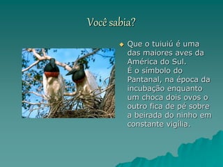 Você sabia?
 Que o tuiuiú é uma
das maiores aves da
América do Sul.
É o símbolo do
Pantanal, na época da
incubação enquanto
um choca dois ovos o
outro fica de pé sobre
a beirada do ninho em
constante vigília.
 