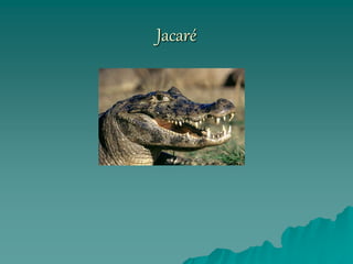 Jacaré
 