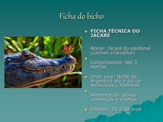 Ficha do bicho
 FICHA TÉCNICA DO
JACARÉ
Nome: Jacaré do pantanal
(caiman crocodilus)

Comprimento: Até 3
metros
 Onde vive: Norte da
Argentina até o sul da
Amazonas e Pantanal

Alimentação: peixes,
caramujos e insetos.
 Filhotes: 20 a 30 ovos
 