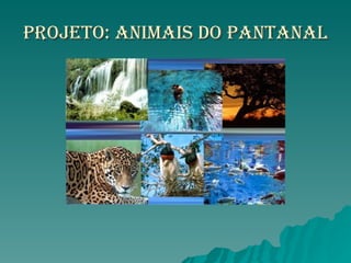 Projeto: Animais do pantanal 