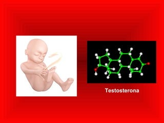 Testosterona 