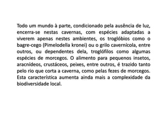 Todo um mundo à parte, condicionado pela ausência de luz,
encerra-se nestas cavernas, com espécies adaptadas a
viverem apenas nestes ambientes, os troglóbios como o
bagre-cego (Pimelodella kronei) ou o grilo cavernícola, entre
outros, ou dependentes dela, troglófilos como algumas
espécies de morcegos. O alimento para pequenos insetos,
aracnídeos, crustáceos, peixes, entre outros, é trazido tanto
pelo rio que corta a caverna, como pelas fezes de morcegos.
Esta característica aumenta ainda mais a complexidade da
biodiversidade local.
 